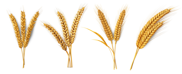 Golden Wheat: This photo showcases golden wheat, a symbol of abundance, in a clean presentation that emphasizes its natural beauty and agricultural significance.