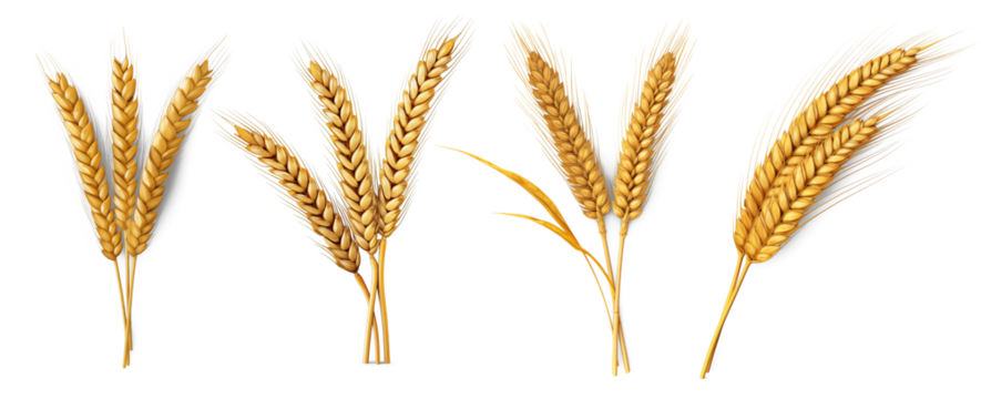 Golden Wheat: This photo showcases golden wheat, a symbol of abundance, in a clean presentation that emphasizes its natural beauty and agricultural significance.
