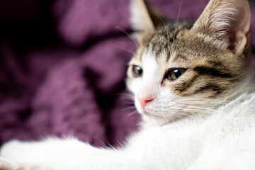 Adorable white kitten peacefully sleeping, looking, relaxing on a soft purple blanket, cozy and calm home atmosphere, perfect pet care, relaxation, comfort, veterinary or animal lover. Pet portrait.
