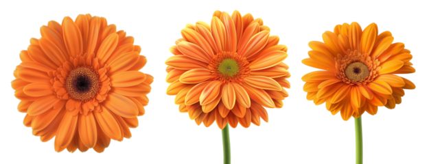 Gerbera Daisies: A trio of vibrant orange Gerbera daisies, radiating freshness and joy. Capture the delicate petals and the flower's simple beauty in a close-up shot.