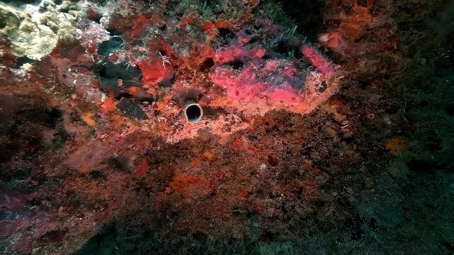 A tube worm &ndash; Polychaeta &ndash; quickly retracts into its coral tube when disturbed, showing classic reef defense behavior. Check my portfolio for more tube worm footage.