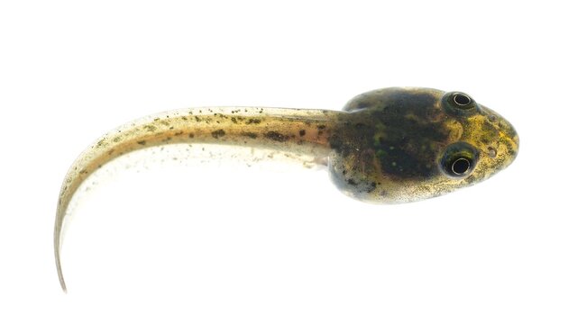 Close-up of a tadpole against a white background.