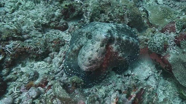 An octopus - Octopoda - rapidly changes color to white, then bursts away, ejects a cloud of ink, and vanishes under a coral reef for protection. Check my portfolio for more octopus footage.