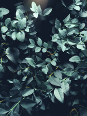 Close-up of lush green leaves with a dark background, showcasing natural texture and vibrant foliage.