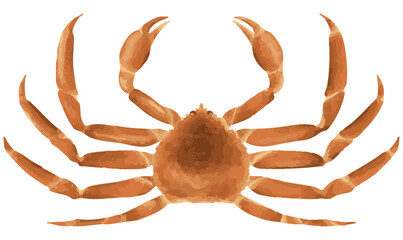 新鮮でおいしそうなズワイガニ