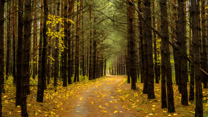Obraz premium Serene Autumn Forest Path: Golden Leaves, Tall Pines, Tranquil Mood