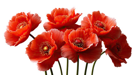 Obraz premium Radiant Blooms of Poppy: A vibrant collection of red poppy flowers blossoms in a photorealistic display.