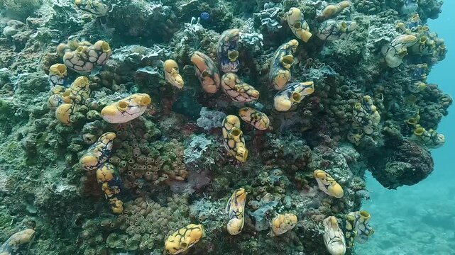 Sea squirts - Ascidiacea - anchored on coral reef, showing incurrent and excurrent siphons used for filter feeding. Check my portfolio for more sea squirts footage.