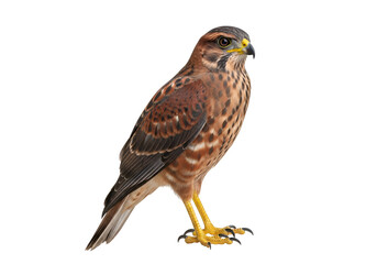 Close-up of a hawk perched against a black background showcasing detailed feathers and piercing gaze