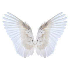 Obraz premium Wings of freedom, painted in pure white.