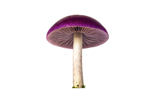 Purple mushroom with cream colored stem and detailed underside gills visible from low angle, isolated on a transparent background