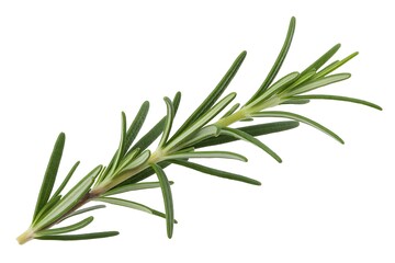 Fototapeta premium Vibrant green rosemary sprig with delicate needles, perfect for culinary and aromatic uses