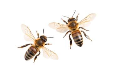 Two honey bees with golden yellow bodies and dark stripes positioned at angles showing wing detail, isolated on a transparent background