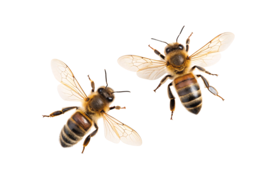 Two honey bees with golden yellow bodies and dark stripes positioned at angles showing wing detail, isolated on a transparent background - Powered by Adobe