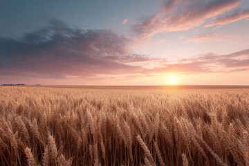 Obraz premium Golden wheat field bathed in warm sunset light. Represents abundance, growth, and natures beauty. Ideal for agriculture, food, and inspirational themes. Serene landscape.