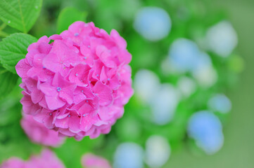 初夏に咲くピンク色のアジサイの花