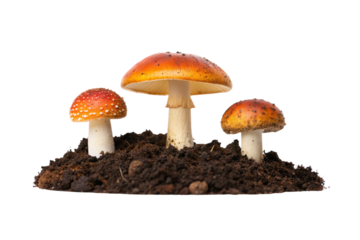 Three colorful mushrooms including spotted red variety with white stems growing from rich organic soil, isolated on a transparent background