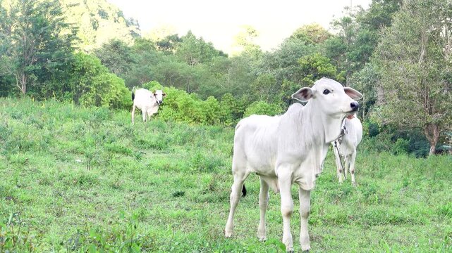The calf of zebu cow. Indonesia