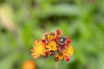 Orange hawkweed (Hieracium aurantiacum). Inflorescence with a wild bee.