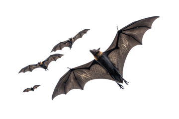 Large bat with detailed wing membrane flying alongside smaller bats in cloudy atmosphere, isolated on a transparent background