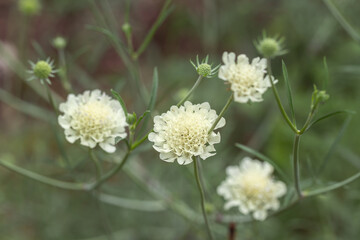 Blossoms of a cream scabious (Scabiosa ochroleuca).