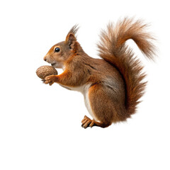 Obraz premium Cute red squirrel holding a nut isolated on transparent background, a charming wildlife portrait in nature