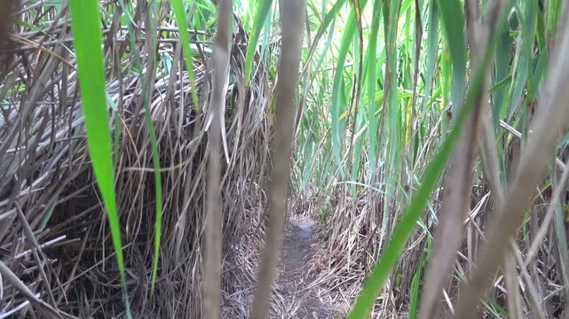 A trail through a patch of old rain forest and screw pine pandanus thikets. Sulawesi Island, Saputan, Indonesia