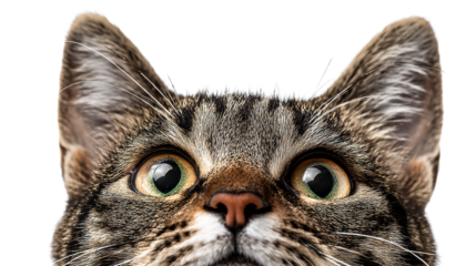 Close-up of curious tabby cat face and wide eyes