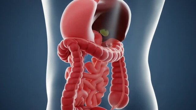 Human Digestive System Anatomy Illustration