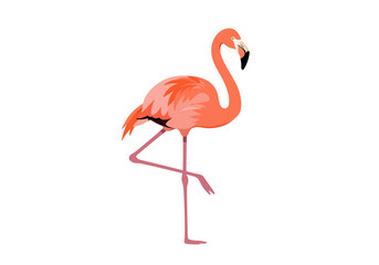 Fototapeta premium Flamingo stands long neck curved pink feathers black beak poised leg