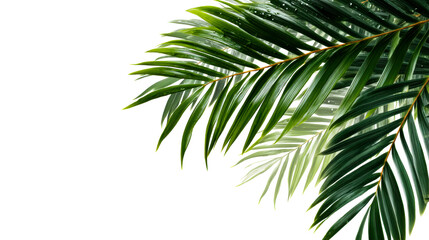 Tropical Palm Fronds Border on Transparent Background
