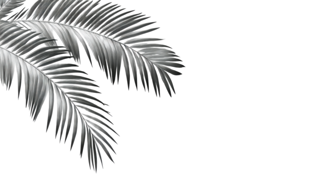 Palm fronds casting shadows on a light surface