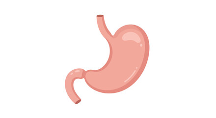 Fototapeta premium Detailed anatomical illustration of the human stomach, a vital component of the digestive system, presented as a clear and simplified diagram for educational, medical, and health-related content.