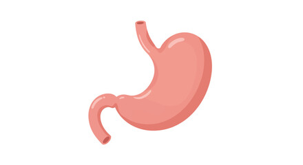 Obraz premium Human Stomach Anatomy Detailed Illustration of Digestive System Organ