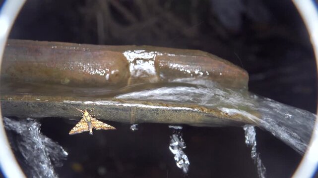 A bamboo trunk watercourse. Sulawesi, Indonesia. Ancient ways of providing water. A caddis fly drinks water