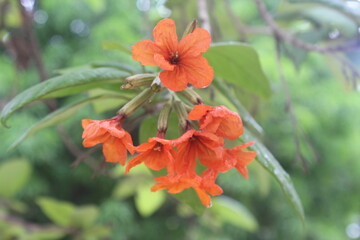Bright orange flowers blooming in clusters against a backdrop of green leaves. The petals are vibrant and fresh, creating a striking contrast with the natural greenery in the background.