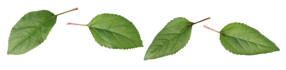 Apple leaves isolated, transparent PNG, PNG format, Collection, set