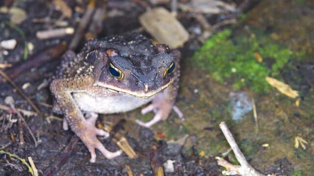 Sulawesian toad (Bufo celebensis, Ingerophrynus celebensis) in rain forest of North Sulawesi Island, endemic threatened (IUCN) species. Soputan, Indonesia. Exotic nature filming