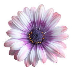 A close-up of a delicate Osteospermum flower, showcasing its vibrant purple and white petals. background removed