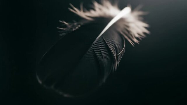 Elegant dark feather floating against a solid black background