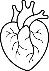 Obraz premium Human Heart Anatomy Illustration outline icon. Perfect for Medical, Health, and Science Projects.