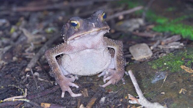 Sulawesian toad (Bufo celebensis, Ingerophrynus celebensis) in rain forest of North Sulawesi Island, endemic threatened (IUCN) species. Soputan, Indonesia. Exotic nature filming