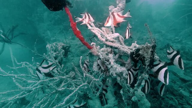 Several emperor snappers - Lutjanus sebae - swim around a coral branch inhabited by a small lionfish - Pterois volitans - with venomous spines. Check my portfolio for more reef fish footage.