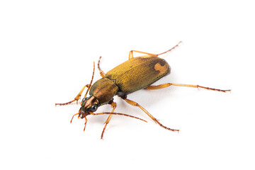 brown bombardier beetle isolaed on white background