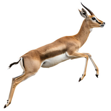Thomsons gazelle jumping isolated on transparent background, portrait of a graceful and nimble african antelope