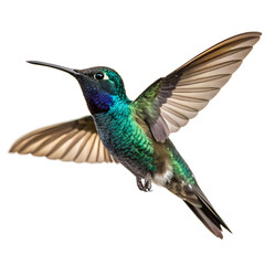 Obraz premium Vibrant hummingbird in midflight isolated on transparent background, showcasing its iridescent feathers and delicate wings in motion