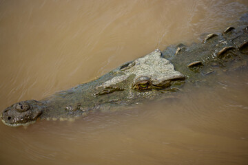 Swimming crocodile in murky water of Rio Grande de Tarcoles in Costa Rica, Central America