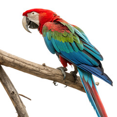 Obraz premium Scarlet macaw perched on a branch, also known as the red macaw, is a large south american parrot isolated on transparent background