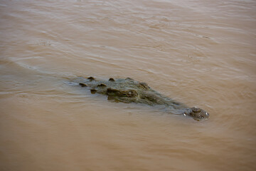 Swimming crocodile in murky water of Rio Grande de Tarcoles in Costa Rica, Central America