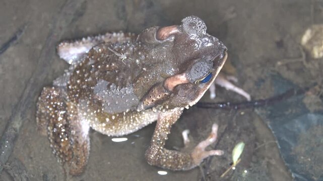 Sulawesian toad (Bufo celebensis, Ingerophrynus celebensis) in rain forest of North Sulawesi Island, endemic threatened (IUCN) species. Soputan, Indonesia. Exotic nature filming